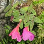 Dendrobium cuthbertsonii Other