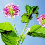 Lantana camara Flower