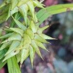 Carex grayi Fruit