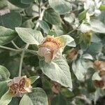 Barleria albostellata फूल