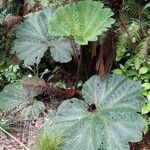 Gunnera insignis Leaf