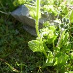 Doronicum grandiflorum Blad