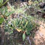 Cercocarpus ledifolius Leaf