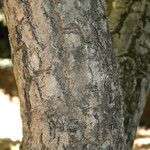 Kigelia africana Bark