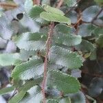 Hemionitis rotundifolia Leaf