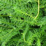 Filipendula vulgaris Blad