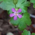 Geranium lucidum 花