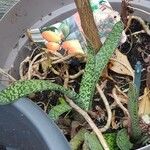 Gasteria obliqua Leaf