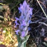 Nepeta caerulea Flower