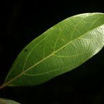 Rhodostemonodaphne saulensis Leaf