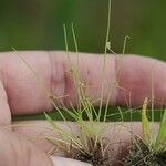 Cyperus subsquarrosus Plante entière