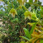 Catasetum fimbriatum Flower