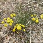 Lomatium triternatum Λουλούδι