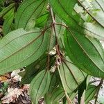 Dichaetanthera africana Leaf