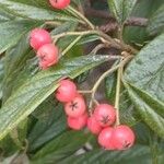 Cotoneaster salicifolius Fruit