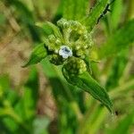 Cynoglossum lanceolatum പുഷ്പം