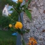 Kerria japonica പുഷ്പം