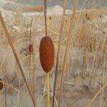 Typha minima Ffrwyth