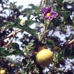 Solanum anguivi 整株植物