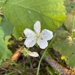 Rubus x uncinellus Flower