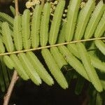 Senegalia tenuifolia Feuille