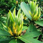 Rhododendron luteum Blatt