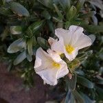 Convolvulus cneorum Λουλούδι