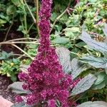 Amaranthus hypochondriacusFlors