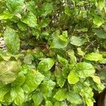Jasminum sambac ഇല