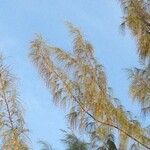 Casuarina equisetifolia Arall