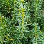 Taxus baccata عادت داشتن