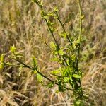 Hibiscus micranthus Blatt