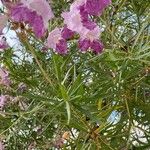 Chilopsis linearis Flower