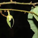 Neostenanthera neurosericea Flower