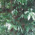 Castanea sativa Likasa