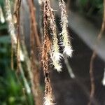 Nephrolepis cordifolia Anders