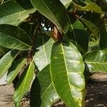 Ficus gomelleira Leaf