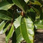 Ficus gomelleira List