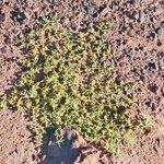 Zygophyllum simplex Habit