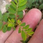 Phyllanthus tenellus Feuille