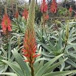 Aloe arborescensFlower