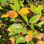 Cotoneaster bullatus 果實