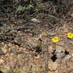 Helianthemum cinereum Drugo