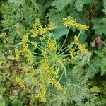 Anethum graveolens Květ