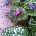 Pulmonaria saccharata 叶