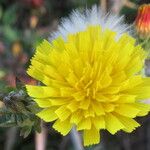 Picris hieracioides Flower