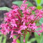 Valeriana lecoqii Flower
