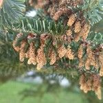Abies balsamea 其他