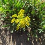 Solidago missouriensis Flower