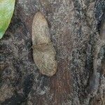 Terminalia superba Fruto